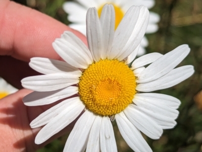 Brachyscome nivalis at Dinner Plain, VIC - 18 Feb 2023 by Darcy