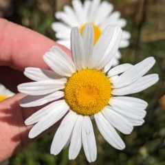 Brachyscome nivalis (TBC) at Dinner Plain, VIC - 18 Feb 2023 by Darcy