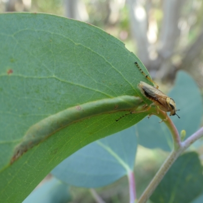 Pseudoperga lewisii (A Sawfly) at Namadgi National Park - 11 Feb 2023 by jmcleod