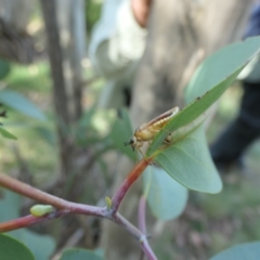 Pseudoperga lewisii at Cotter River, ACT - 12 Feb 2023