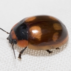 Paropsisterna beata (Blessed Leaf Beetle) at Higgins, ACT - 26 Jan 2023 by AlisonMilton