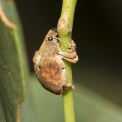 Gonipterus scutellatus (Eucalyptus snout beetle, gum tree weevil) at Hawker, ACT - 19 Feb 2023 by AlisonMilton