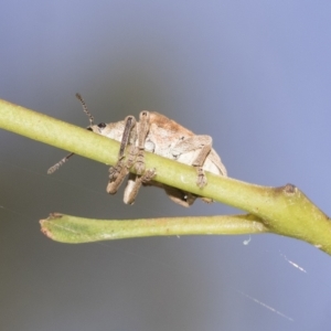 Gonipterus scutellatus at Hawker, ACT - 19 Feb 2023