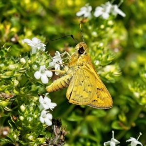 Ocybadistes walkeri at Weston, ACT - 16 Feb 2023