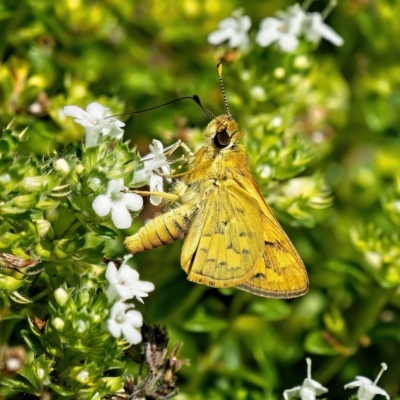 Ocybadistes walkeri (Green Grass-dart) at Weston, ACT - 16 Feb 2023 by Kenp12