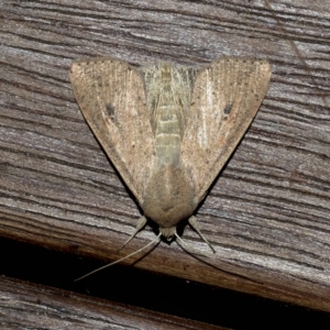 Mythimna (Pseudaletia) convecta at Higgins, ACT - 11 Feb 2023