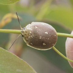 Paropsis aegrota (Eucalyptus Tortoise Beetle) at South East Forest National Park - 18 Oct 2022 by AlisonMilton