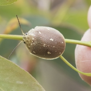Paropsis aspera at Rockton, NSW - 18 Oct 2022