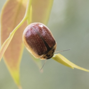 Paropsisterna agricola at Rockton, NSW - 18 Oct 2022