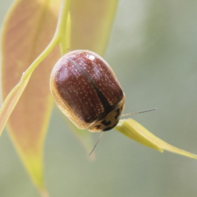 Paropsisterna agricola (Eucalyptus leaf beetle) at South East Forest National Park - 18 Oct 2022 by AlisonMilton