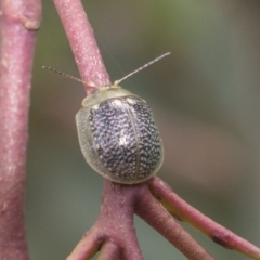 Paropsisterna decolorata (A Eucalyptus leaf beetle) at South East Forest National Park - 18 Oct 2022 by AlisonMilton
