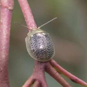 Paropsisterna decolorata at Rockton, NSW - 18 Oct 2022