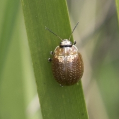 Unidentified Leaf beetle (Chrysomelidae) (TBC) at Rockton, NSW - 18 Oct 2022 by AlisonMilton