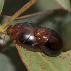 Paropsisterna liturata (Leaf beetle) at South East Forest National Park - 18 Oct 2022 by AlisonMilton