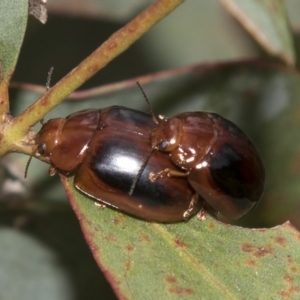 Paropsisterna liturata at Rockton, NSW - 18 Oct 2022