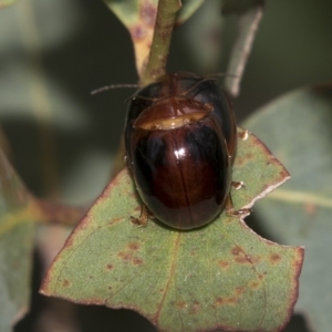 Paropsisterna liturata at Rockton, NSW - 18 Oct 2022