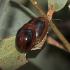 Paropsisterna liturata at Rockton, NSW - 18 Oct 2022