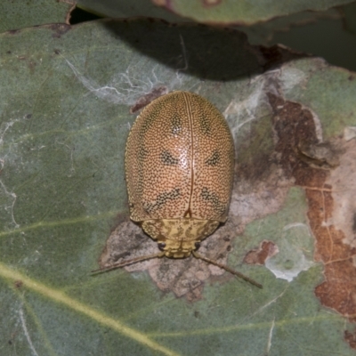 Paropsis atomaria (Eucalyptus leaf beetle) at South East Forest National Park - 18 Oct 2022 by AlisonMilton