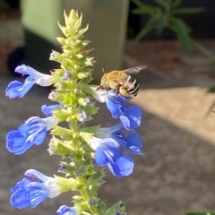 Amegilla sp. (genus) (Blue Banded Bee) at Holder, ACT - 17 Feb 2023 by AJB