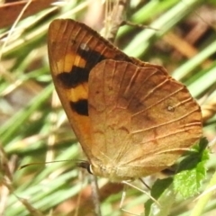 Heteronympha solandri (Solander's Brown) at Paddys River, ACT - 19 Feb 2023 by JohnBundock