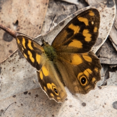 Heteronympha solandri (Solander's Brown) at Namadgi National Park - 16 Feb 2023 by SWishart