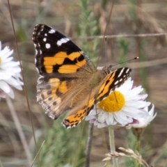 Vanessa kershawi (Australian Painted Lady) at Namadgi National Park - 17 Feb 2023 by SWishart