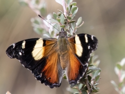 Vanessa itea (Yellow Admiral) at Cotter River, ACT - 17 Feb 2023 by SWishart