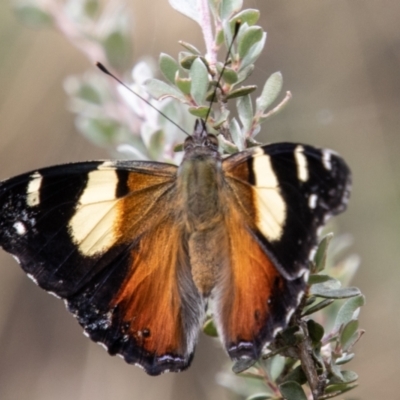 Vanessa itea (Yellow Admiral) at Cotter River, ACT - 17 Feb 2023 by SWishart