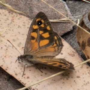 Geitoneura klugii at Cotter River, ACT - 17 Feb 2023