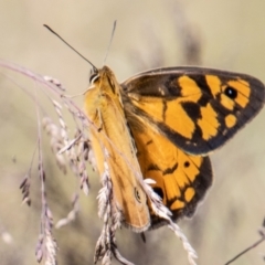 Heteronympha penelope (Shouldered Brown) at Namadgi National Park - 17 Feb 2023 by SWishart