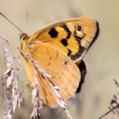 Heteronympha penelope at Cotter River, ACT - 17 Feb 2023 12:16 PM