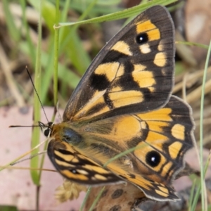 Heteronympha penelope at Cotter River, ACT - 17 Feb 2023 12:38 PM