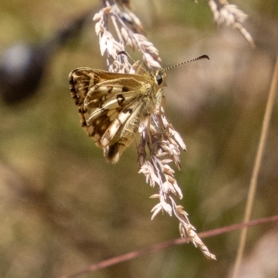 Anisynta monticolae (Montane grass-skipper) at Cotter River, ACT - 17 Feb 2023 by SWishart