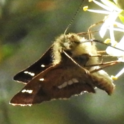 Dispar compacta (Barred Skipper) at Tidbinbilla Nature Reserve - 19 Feb 2023 by JohnBundock