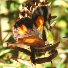 Paralucia aurifera (Bright Copper) at Paddys River, ACT - 19 Feb 2023 by JohnBundock