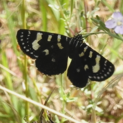 Phalaenoides tristifica (Willow-herb Day-moth) at Tidbinbilla Nature Reserve - 19 Feb 2023 by JohnBundock