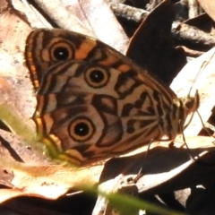 Geitoneura acantha (Ringed Xenica) at Paddys River, ACT - 19 Feb 2023 by JohnBundock