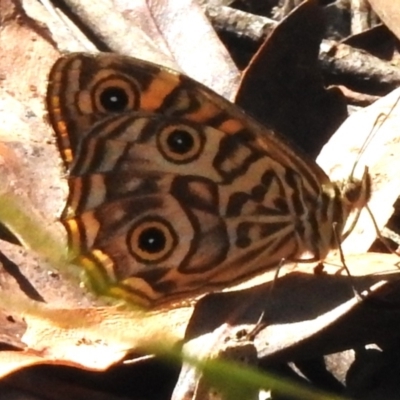 Geitoneura acantha (Ringed Xenica) at Tidbinbilla Nature Reserve - 18 Feb 2023 by JohnBundock