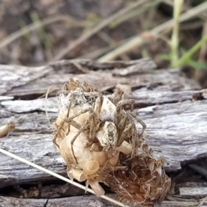 Oxyopes sp. (genus) at Fadden, ACT - 19 Feb 2023 08:55 AM