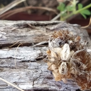 Oxyopes sp. (genus) at Fadden, ACT - 19 Feb 2023