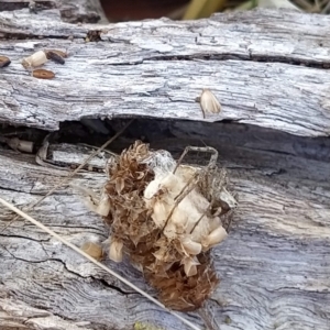 Oxyopes sp. (genus) at Fadden, ACT - 19 Feb 2023 08:55 AM