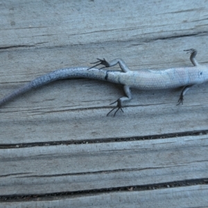 Lampropholis delicata at Weston, ACT - 19 Feb 2023