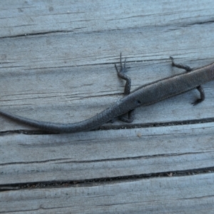 Lampropholis delicata at Weston, ACT - 19 Feb 2023