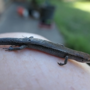 Lampropholis delicata at Weston, ACT - 19 Feb 2023