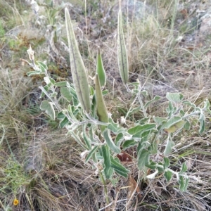 Oxypetalum coeruleum at Fadden, ACT - 19 Feb 2023 07:30 AM