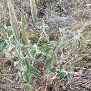 Oxypetalum coeruleum at Fadden, ACT - 19 Feb 2023 07:30 AM