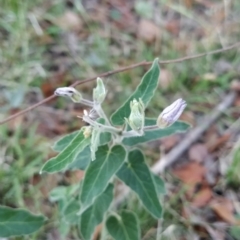 Oxypetalum coeruleum at Fadden, ACT - 19 Feb 2023 07:30 AM