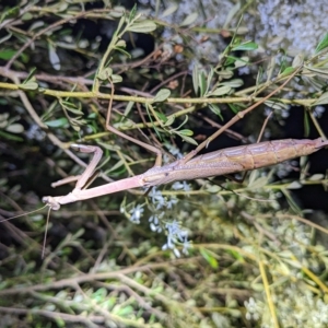 Archimantis latistyla at Kambah, ACT - 17 Feb 2023 09:40 PM