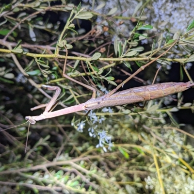 Unidentified Praying mantis (Mantodea) at Lions Youth Haven - Westwood Farm A.C.T. - 17 Feb 2023 by HelenCross