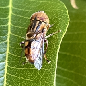 Eristalinus punctulatus at Acton, ACT - 19 Feb 2023 03:39 PM